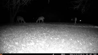 So many deer moving around in the night Some running Out for some corn trailcamera2 [upl. by Eintruok]