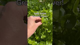 Tasty Ground Cover shorts [upl. by Gokey]