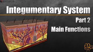 Integumentary System Pt 2 Main Functions [upl. by Oberon]