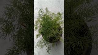 Asparagus fern🪴🥰 gardening trending  shorts indoorplants [upl. by Wernda]