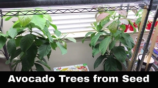 Haas Avocado Trees Grown From Seed 11 Months Old [upl. by Elinor5]