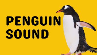 Penguin Sound  Bray [upl. by Spurgeon]