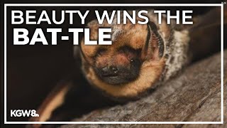 Oregon bat wins national beauty contest [upl. by Hurty575]