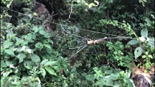 quotGIANT GOLDEN ORB WEAVERquot Spider By Dr Purna Sreeramaneni drpurnasreeramaneni [upl. by Moskow278]