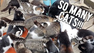 Japans Cat Island Tashirojima  A Cat Lovers Paradise  Japan Cheap Food amp Travel [upl. by Olvan]