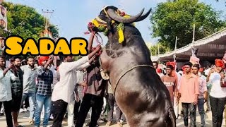 maa oorilo jarigina sadar uthsavam muchatlu trending viral sadarfestival [upl. by Talbot]