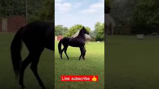 Stelion champion horse viral shortsviral viralvideo follow 🐴 [upl. by Jamila]