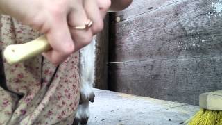 Goat Care Pt 8 How to Trim Goat and Sheep Hooves [upl. by Katee563]