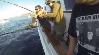 Yellowtail at Anacapa Island on the Ranger 85 [upl. by Lambrecht]