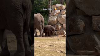 Baby olifant 😍 in Beekse Bergen olifant olifantje baby diertjes safaripark [upl. by Harrod826]