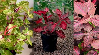 All about iresine plant Winter care tips and cutting method Blood leaf plant propagation [upl. by Adalard]