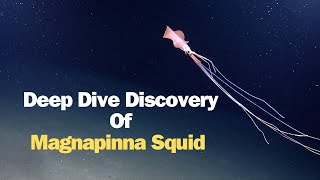 Deep Dive Discovery Of Magnapinna Squid [upl. by Pauline]