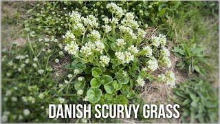 Danish Scurvy Grass Cochlearia danica [upl. by Shaum]