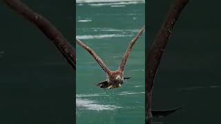 The Amazing Moment of an Eagle Catching Prey  ATQ Animals [upl. by Muslim]