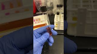 Urease test on pseudomonas science chemistry microscopic bacteria [upl. by Eiramannod]