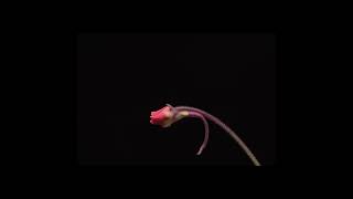 Pinguicula laueana flower timelapse [upl. by Nazario]