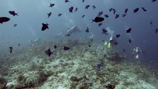 Maldives Diving Part 1 [upl. by Ahseeyt]