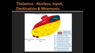 Thalamus  Nucleus Input Destination amp Mnemonic [upl. by Tray724]