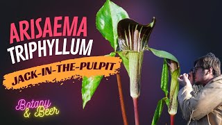 Arisaema triphyllum Jack in the pulpit [upl. by Nine238]