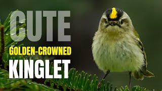 Cute Goldencrowned Kinglet [upl. by Yvon]