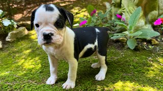 Available Olde English Bulldogges [upl. by Eireva346]