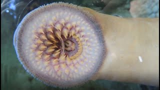 Facts The Sea Lamprey [upl. by Sontich661]