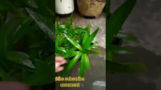 plant gardening naturevir port Lily plant shorts video [upl. by Yenettirb]