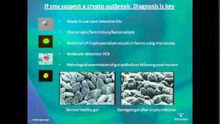 Cryptosporidiosis in calves  AHDB Dairy [upl. by Carney]