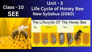 Life Cycle of Honeybee SEE 2080  In Nepali  New syllabus [upl. by Ashleigh]