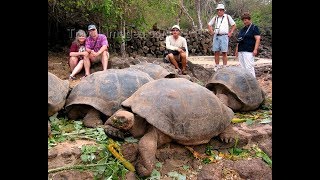 Giant Tortoise  Best Documentary Of All Time [upl. by Eanal]