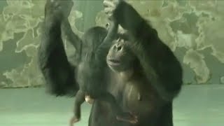 Chimpanzee gives birth at Chinese zoo [upl. by Panthea]