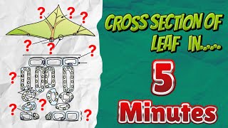 LEARN Cross Section of Leaf Diagram Class 10 in Just 5 MINUTES  No BS [upl. by Gennaro]