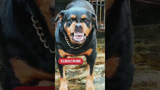 angry dog barking sound dog rottweilerlife barkingsound shorts viralvideo [upl. by Enelak]