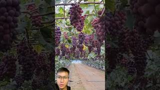 Grape Harvest 🍇 sonasmr [upl. by Whiffen]