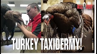 Turkey Taxidermy  Carolina ALL OUT  S3Ep5 [upl. by Harrison]