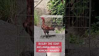 BULBY PAMANGUN [upl. by Stoll]