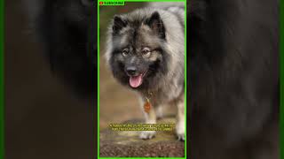 The Keeshond The Most Loyal Dog Ever shorts [upl. by Erinna]