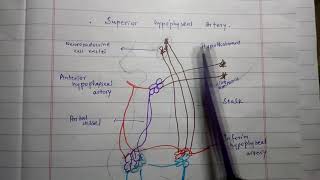 Hypothalamic Hypophyseal Portal System  Its Functional Importance  Medico Star [upl. by Firahs]