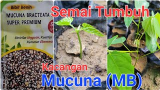 Semai tumbuh Kacangkacangan Penutup Tanah MUCUNA BRACTEATA  untuk Gawangan PPKS Dumpy [upl. by Arodnap]