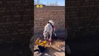 horse rider stunts 😱😱 powerful ⚡⚡ horse 😂🤣 [upl. by Nylrehc]