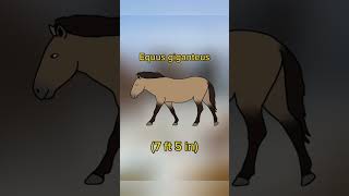 Equus giganteus The largest horse to ever live shorts extinct horse [upl. by Vonni]