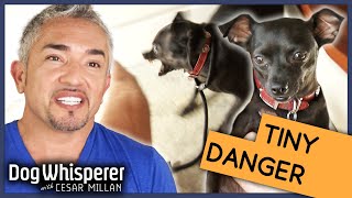 Cesar Millan vs Insecure Biting Dog  Season 9 Episode 11  Dog Whisperer [upl. by Vinni]