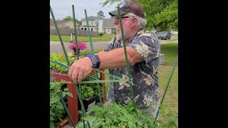 Trellises and Heirloom Tomatoes 🍅😋👌 [upl. by Emia]