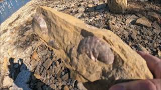 Fossil Hunting at Skiatook Lake Shells and Crinoids found [upl. by Mis]