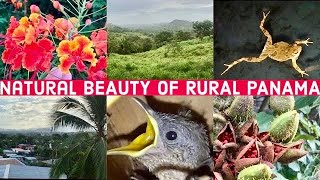 Rural Panama Relax amp enjoy the natural beauty amp rich biodiversity [upl. by Damales]