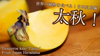 世界の植物を食べる！【日本広島編】 カキ 太秋！ Diospyros kaki Taisyu [upl. by Ahtiek175]