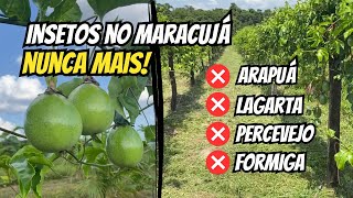 Como acabar com as pragas no maracujá  ARAPUÁ LAGARTA PERCEVEJO no maracujá [upl. by Eilsehc]