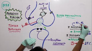 FISIOLOGÍA  Acetilcolina [upl. by Samuella456]