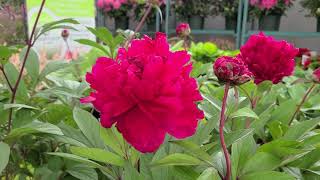 Paeonia Karl Rosenfield Peony  SHOWSTOPPING❗ classic red flowers and FRAGRANT [upl. by Jerad]