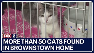 More than 50 cats found in Brownstown home [upl. by Esaele]